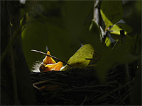 Robin in nest