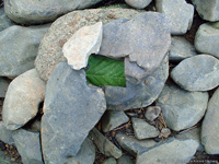 Himalayan blackberry leaf