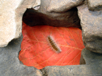 Fall webworm (Hyphantria cunea)