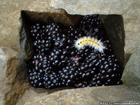 Dagger Moth on blackberries