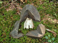 form with sheep skull