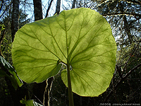 Lilly leaf